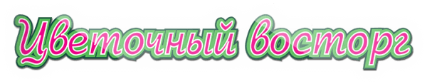 Цветочный восторг Цветочный восторг